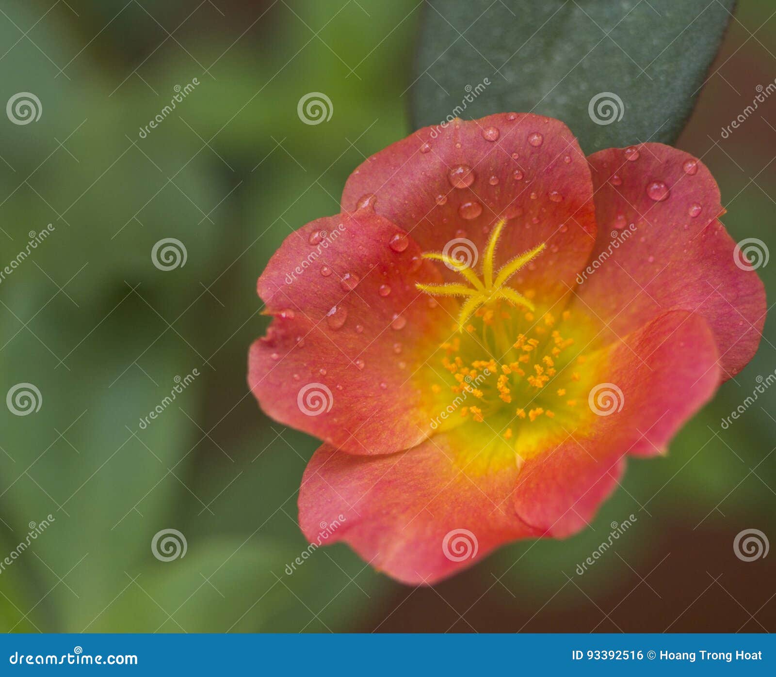 portulaca grandiflora, eleven o`clock, ten o`clock